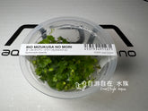 ADA Hydrocotyle tripartita IC014